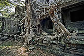 Preah Khan temple - east gopura of the third enclosure, monumental silk-cotton trees.